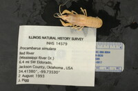 Procambarus simulans image
